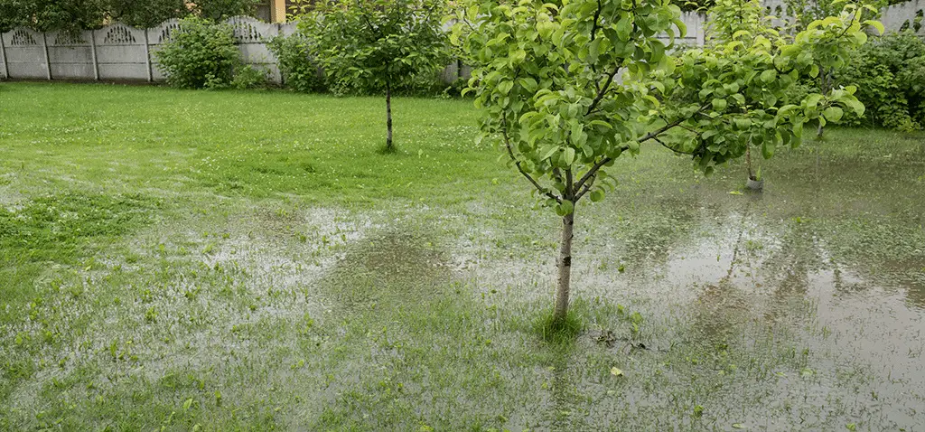 Water flooded garden 1